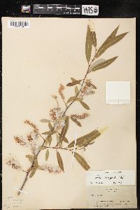 Salix laevigata image