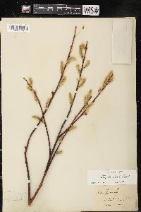 Salix lasiolepis image