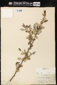 Salix lasiolepis image