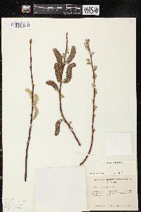 Salix lasiolepis image