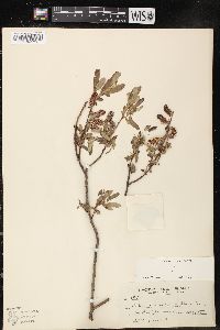 Salix lasiolepis image