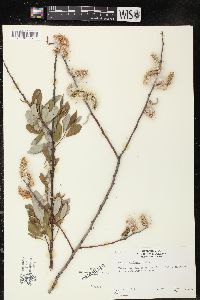 Salix lasiolepis image