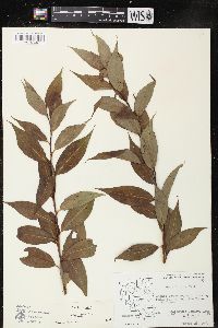 Salix lucida image