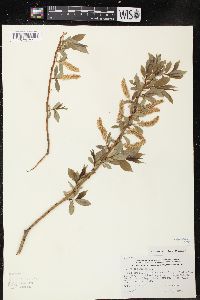 Salix lucida image