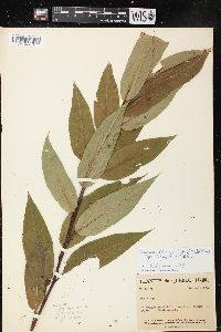 Salix lucida image