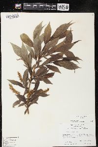 Salix lucida image