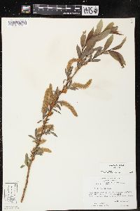 Salix lucida image