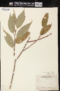 Salix lucida image