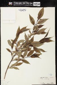 Salix lucida image