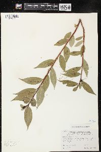 Salix lucida image