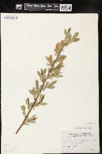 Salix lucida image