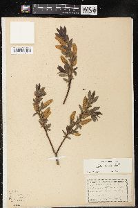 Salix lucida image