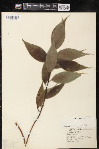 Salix lucida image