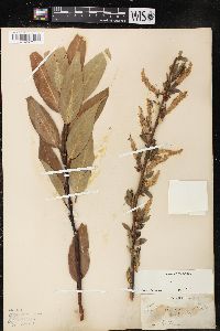 Salix lucida image