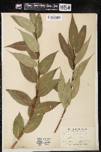 Salix lucida image