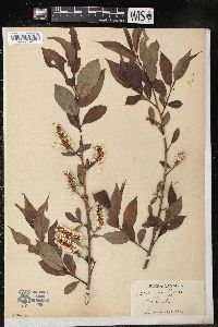 Salix lucida image