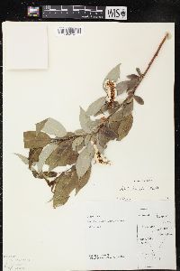 Salix lucida image