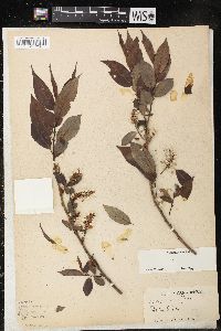 Salix lucida image