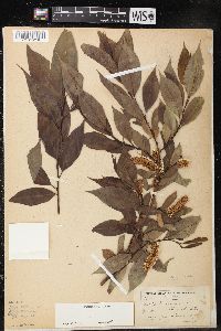 Salix lucida image