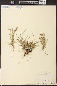 Carex capillaris image