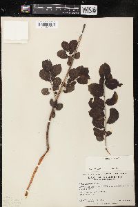 Salix laurentiana image