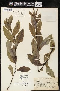 Salix lemmonii image