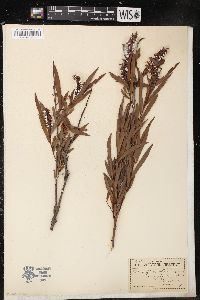 Salix longifolia image