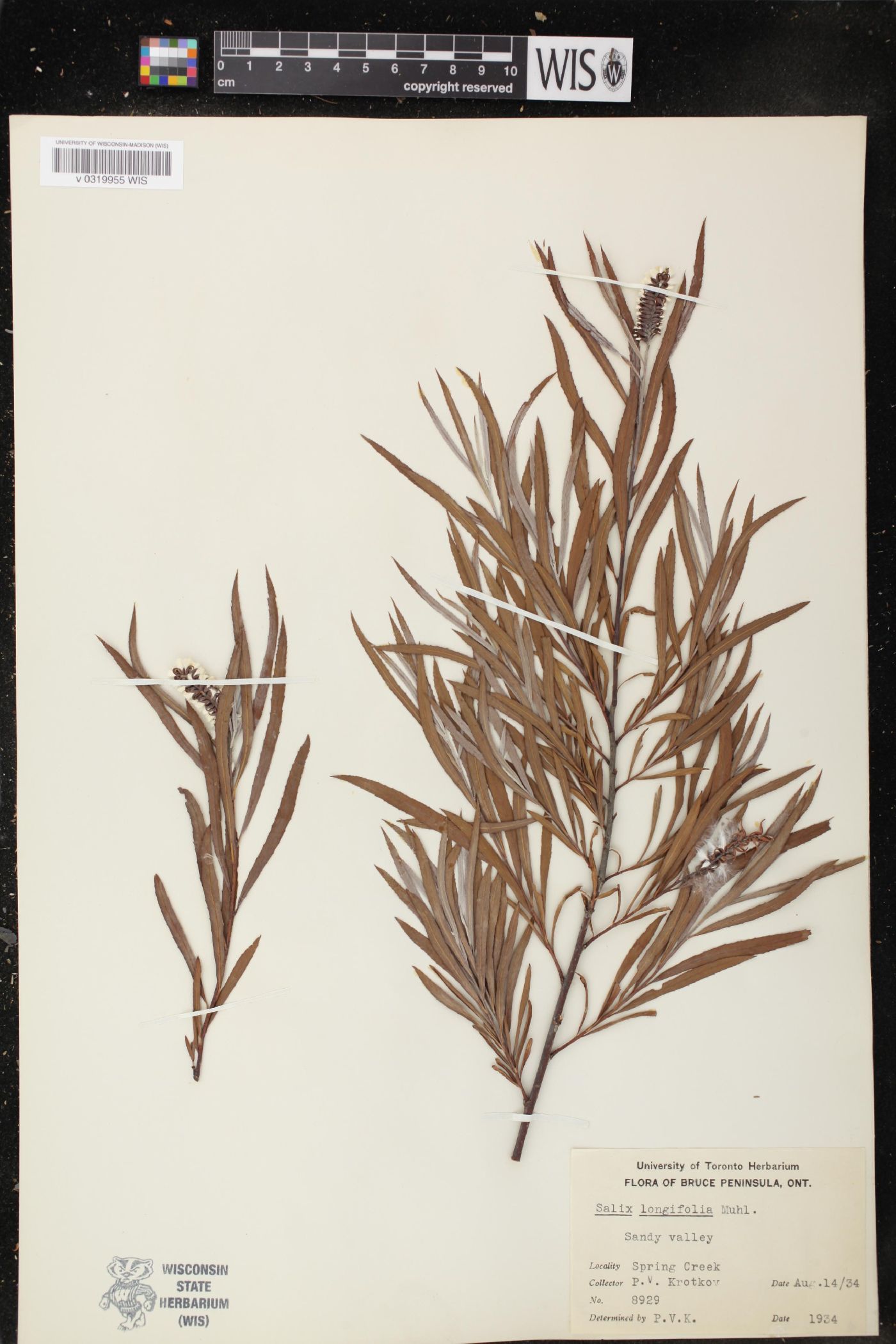 Salix longifolia image