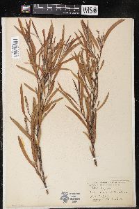 Salix longifolia image