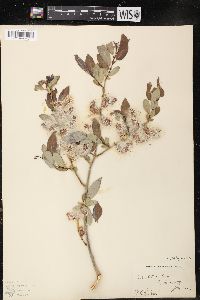 Salix lutea image