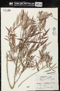 Salix lutea image