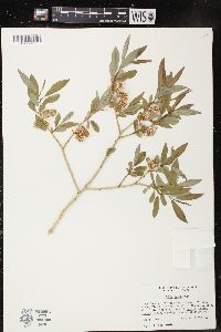 Salix lutea image