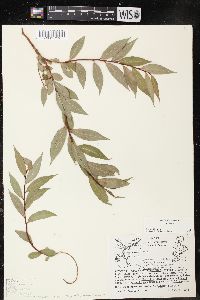 Salix lucida image