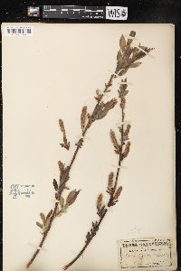 Salix lucida image