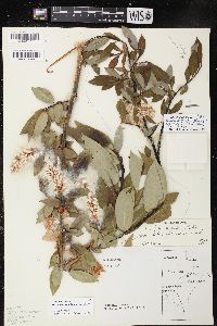 Salix lucida image