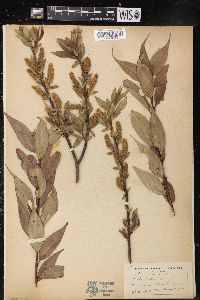 Salix lucida image