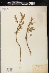 Salix lucida image