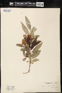 Salix lucida image