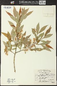 Salix prolixa image