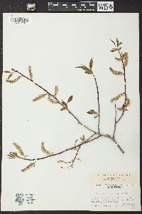 Salix prolixa image