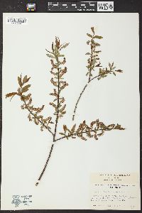 Salix prolixa image