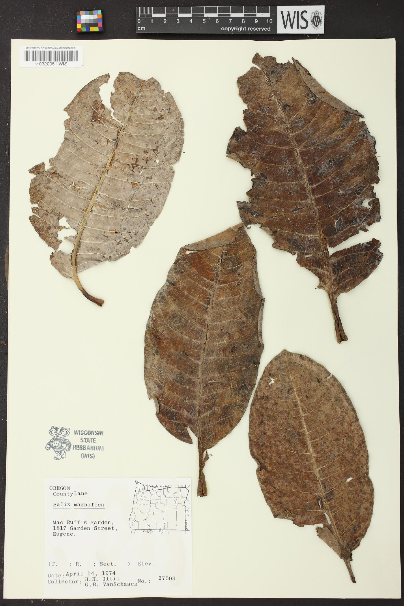 Salix magnifica image