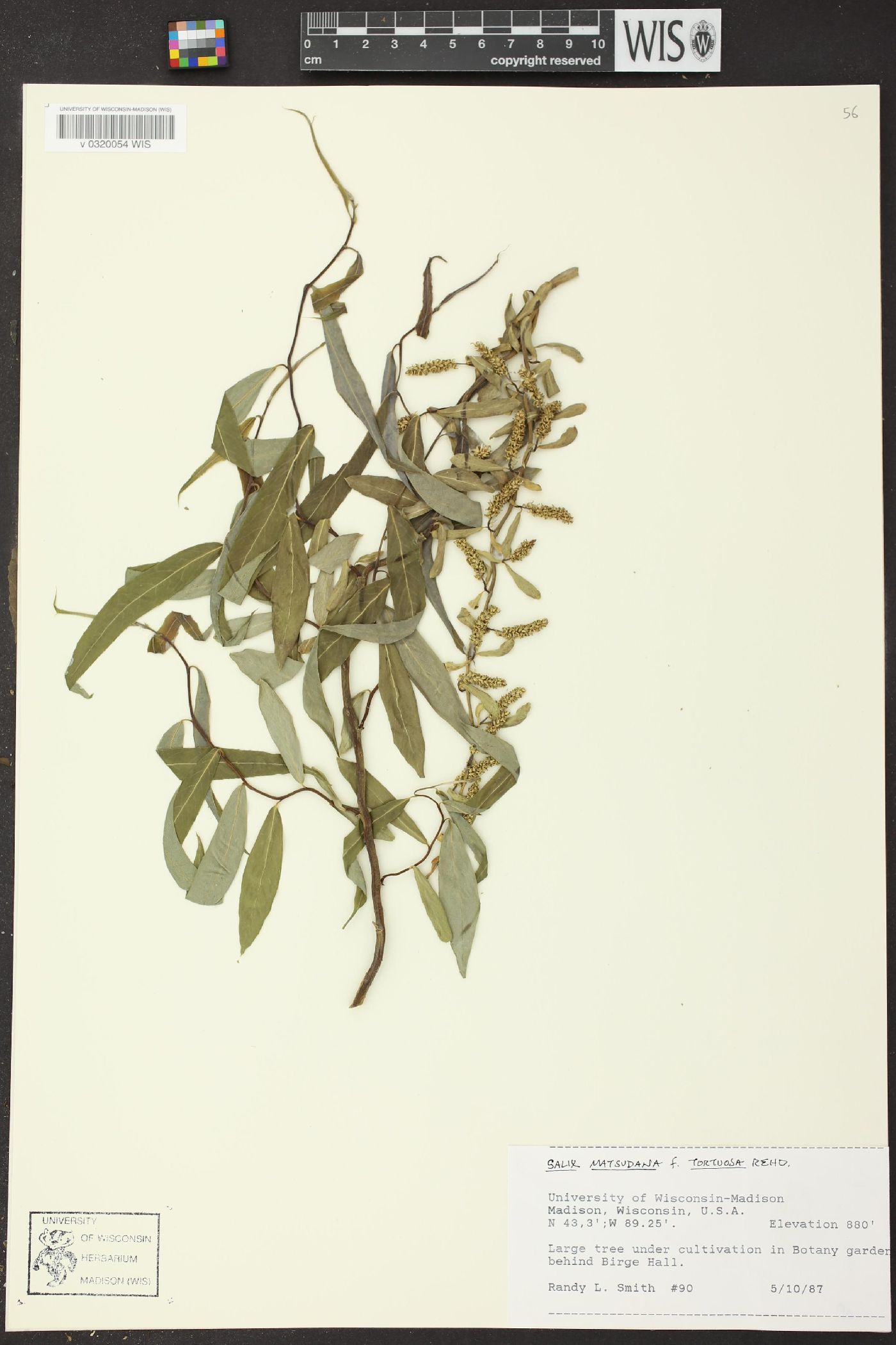 Salix matsudana image