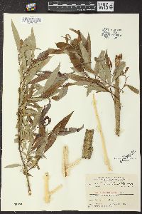 Salix missouriensis image