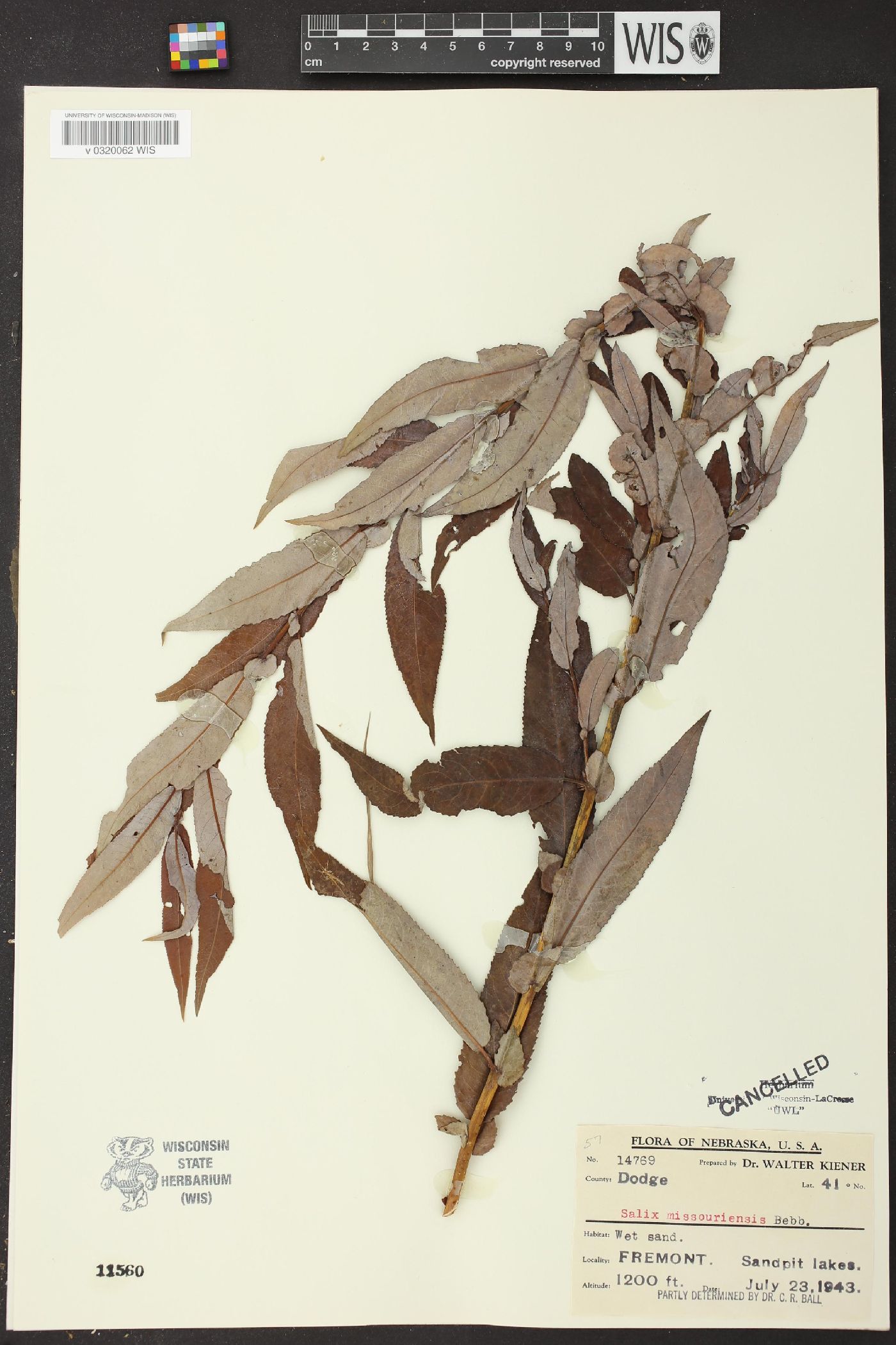 Salix missouriensis image
