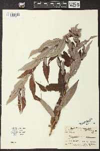 Salix missouriensis image