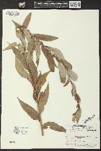 Salix missouriensis image