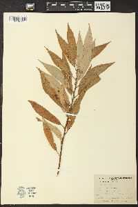 Salix missouriensis image