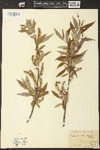 Salix missouriensis image