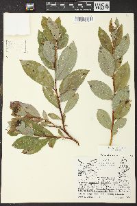 Salix myricoides image